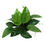 Anubias Species 5-6 Yapraklı Kök Canlı Bitki