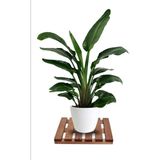 Apak Ahşap Tekerleksiz Ahşap Saksı Altlığı Damacana Tüp Saksı Sehpası 30X30 cm Tekerleksiz Saksı Damacana Altlıgı - 1 Adet