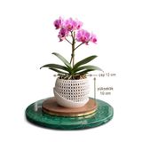 APİLOVA Home Modern Dalgalı Tasarım Orkide Saksısı - İç Çap 12 cm Yükseklik 10 cm (Kendinden Tabaklı Beyaz)