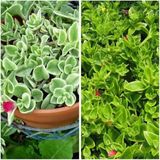 Aptenia Cordifolia Buz Çiçeği Fidanı 10-20 Cm