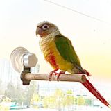 Aputue Kuş Tüneği, vantuzlu pencere kuş tüneği, taşınabilir kuş eğitim standı, kafes kuş tünekleri, kuş kafesi aksesuarları, küçük ve orta boy kuşlar için, muhabbet kuşu ve papağanlar için