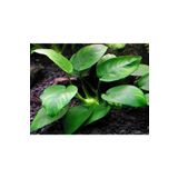 AQUALAND Akvaryum Anubias Barteri ( 4-5-6 Yaprak )