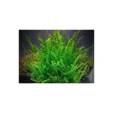 Aqualand Akvaryum Java Moss 5X5 Tabakaya Bol Sarılı