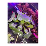 Aquvarium Eichhornia Crassipes (Su Sümbülü) M Boy Canlı Akvaryum Bitkisi - Adet (5-6 Yaprak)