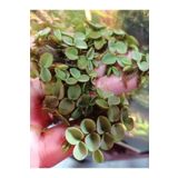 aquvarium Salvinia Cucullata 5 Kök (Hoş Kokulu) Canlı Akvaryum Bitkisi (1 PORSİYON)