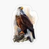 Araba İçin Kartal Oto Sticker Yapıştırması Etiket 17cm Aa5