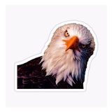 Araba İçin Kartal Oto Sticker Yapıştırması Etiket 17cm D1