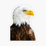Araba İçin Kartal Oto Sticker Yapıştırması Etiket 17cm D2