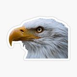 Araba İçin Kartal Oto Sticker Yapıştırması Etiket 17cm D6