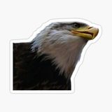 Araba İçin Kartal Oto Sticker Yapıştırması Etiket 17cm E6