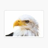 Araba İçin Kartal Oto Sticker Yapıştırması Etiket 17cm R1