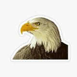 Araba İçin Kartal Oto Sticker Yapıştırması Etiket 17cm W2