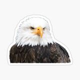 Araba İçin Kartal Oto Sticker Yapıştırması Etiket 17cm W9