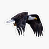 Araba İçin Kartal Oto Sticker Yapıştırması Etiket 17cm Zz3