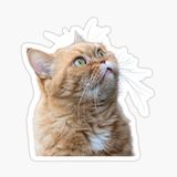 Araba Leptop İçin Kedi Oto Sticker Yapıştırması Etiket 17cm Z3