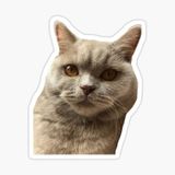 Araba Leptop İçin Kedi Tekir Sticker Yapıştırması Etiket 17cm A4