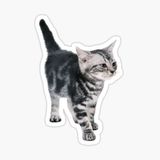 Araba Leptop İçin Kedi Tekir Sticker Yapıştırması Etiket 17cm Z8