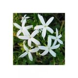 Arabic Yasemin Çiçeği Fidanı 10-20 Cm