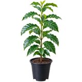 Arabika Kahve Fidanı Saksılı Canlı Bitki | Coffea Arabica, Saksıda Hazır