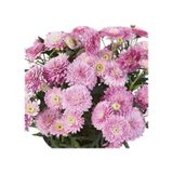 Aramis Double Pink Katmerli Çeşme Papatyası Çiçeği Fidesi (2 Adet Fide)