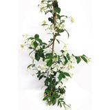 Arap Yasemin Fidanı Kokulu Sarmaşık 10-20 cm