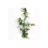 Arap Yasemin Kokulu Sarmaşık 10-20 Cm