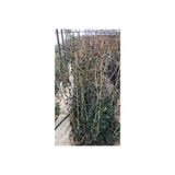 Arap Yasemini Çiçeği Fidanı 10-20 Cm