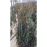 Arap Yasemini Çiçeği Fidanı 10-20 Cm