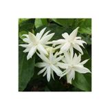 Arap Yasemini Fidanı (Jasminum Sambac) 10-20 Cm