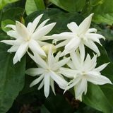 Arap Yasemini Fidanı (Jasminum Sambac) 10-20 Cm