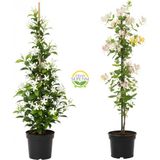 Arap Yasemini & Hanımeli Fidanı Seti (2'li Paket)