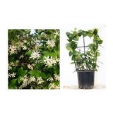 ARAP YASEMİNİ PERGOLA FORMLU 40-60 CM
