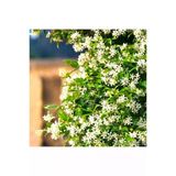 Arap Yasemini Sarmaşığı Fidanı Rhyncospermum Jasminoides 20-30 cm