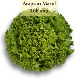 Arapsaçı Marul Tohumu 1 Paket (10 Gr=5000+ Adet) Kıvırcık Marul Tohumu Arap Saçı