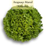 Arapsaçı Marul Tohumu 1 Paket Kıvırcık Marul Tohumu Arap Saçı Kapalı Paket Tohum Kıvırcık Marul