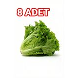 Araz Et Organik Kıvırcık Marul X8 Adet | Salata Ve Soğuk Tabaklar İçin