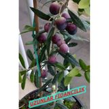 Arbequına Zeytin Fidanı 3 Yaş