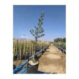 Arbequına Zeytin Fidanı