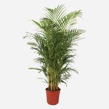 Areca Lut Palmiyesi