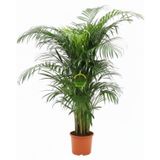 Areca Palmiyesi Bitkisi 120-140cm