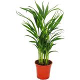 Areca Palmiyesi Salon Palmiyesi Areca Lutescens 20-40 cm Ev Bitkisi Ofis Bitkisi