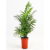 AREKA DAĞ PALMIYESİ CHAMADORA ELEGANS