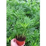 AREKA PALMİYESİ 20-25 cm - HEDİYELİK SALON OFİS BİTKİSİ