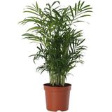 Areka Palmiyesi 30-40cm