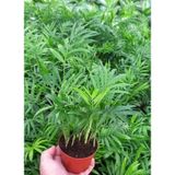 AREKA PALMİYESİ 5 ADET 20-25 cm - HEDİYELİK SALON OFİS BİTKİSİ