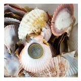 Argopecten Small Kiloluk Deniz Kabuğu (1 KG)