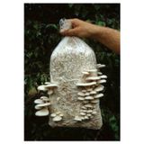 Arnego 2 Adet 6 Lt 3 Kg Istiridye Mantarı Miseli Tohum Kompostu