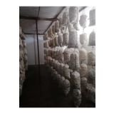 Arnego Istiridye Mantar Tohumu (Hediyeli) 3 Kg