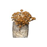 Arnego Pioppino Mantar Tohumu 500 Gram