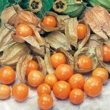 Aroması Yüksek Doğal Yer Kirazı Altın Çileği Tohumu (10Tohum)